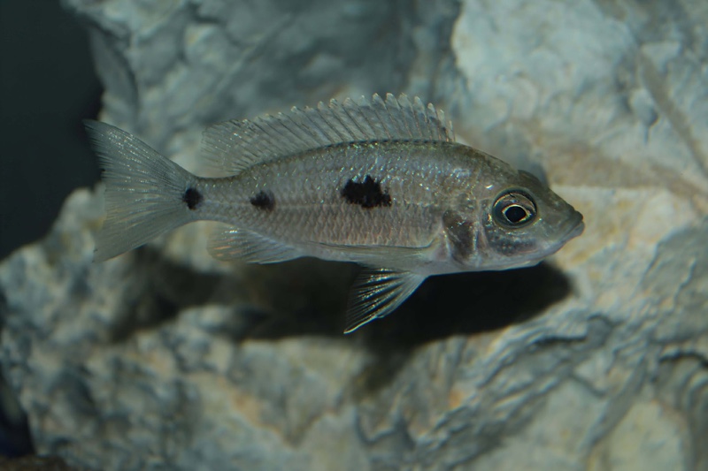 Copadichromis trewavasae 'Lupingu'